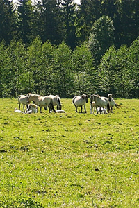 Liebenthaler Pferde auf der Weide